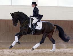 Emma Hindle Dressage Rider